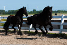 Fotoshoot Paarden
